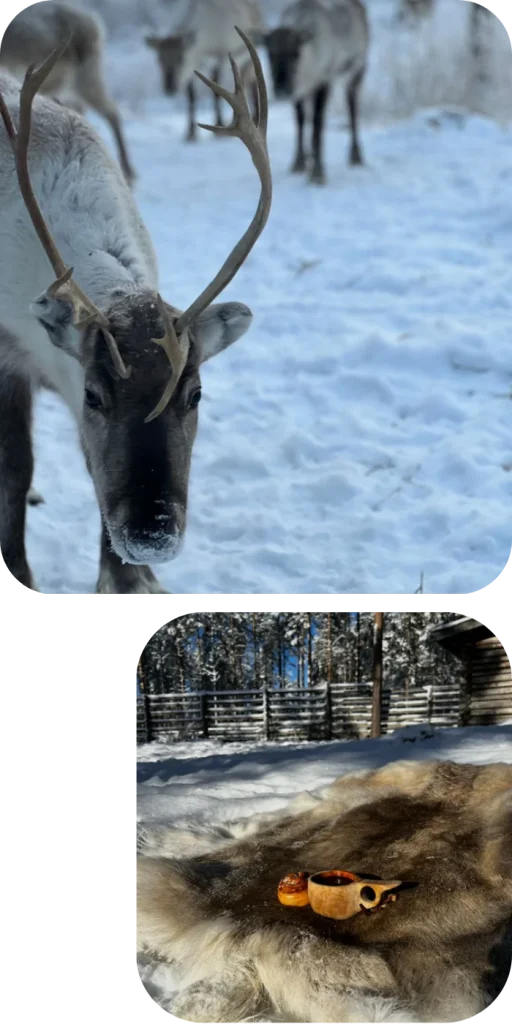 Reindeer Farm Rovaniemi