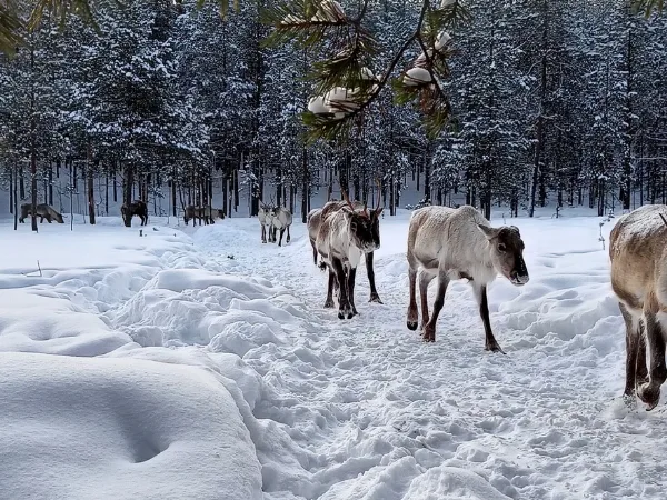 Rovaniemi Reindeer Farm