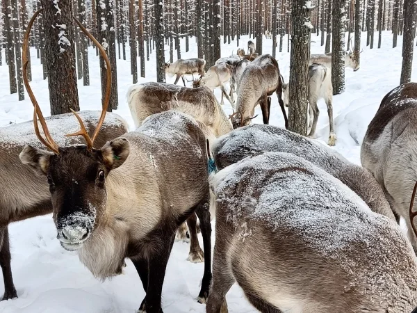 Visit Reindeer Farm