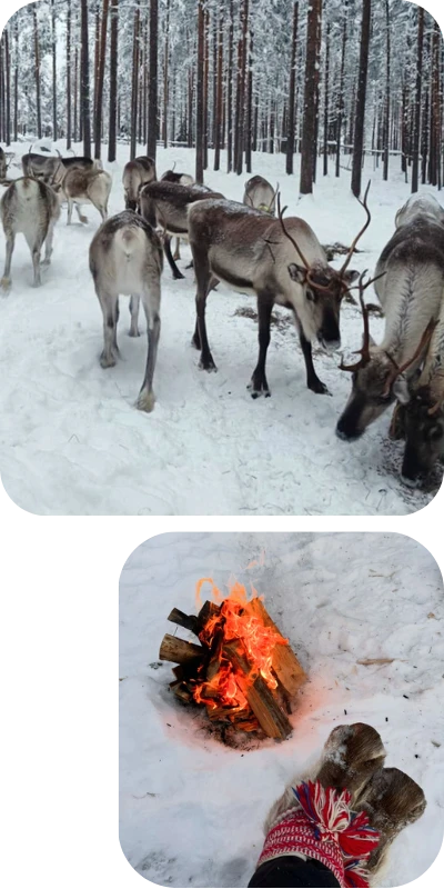 Visit Reindeer Farm in Rovaniemi